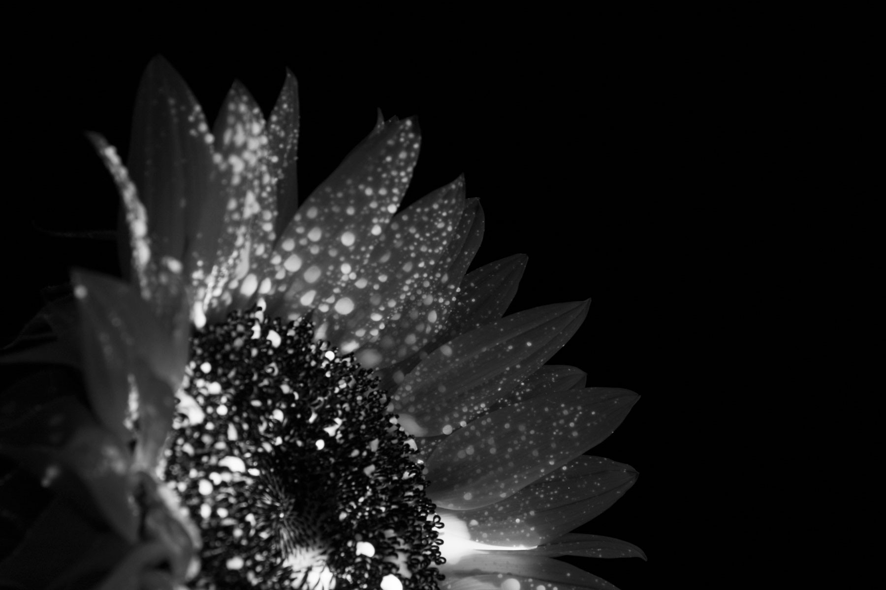 darkflower.jpg