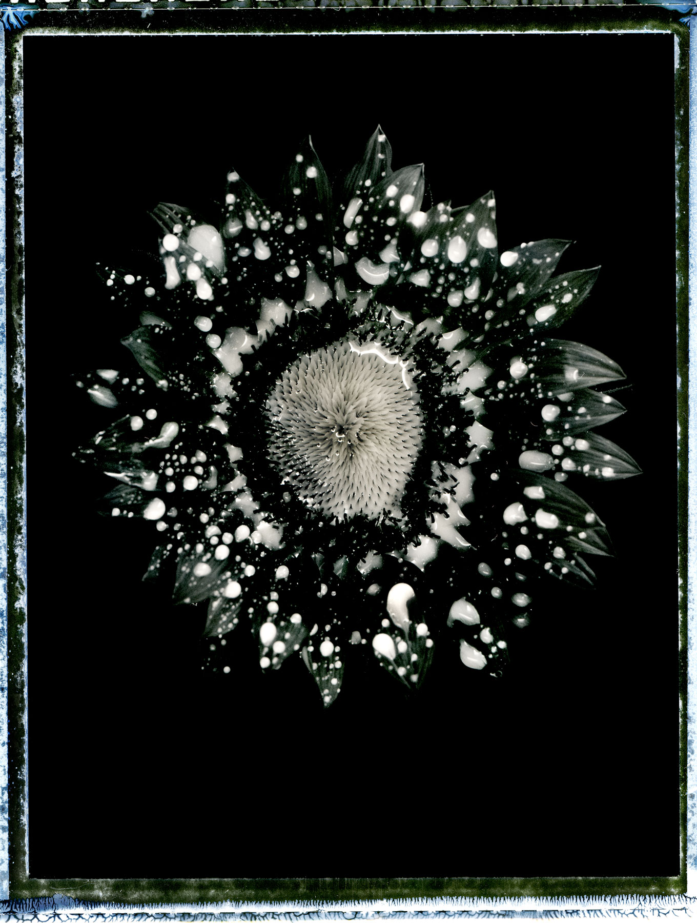 Sunflower(Print)-copy.jpg