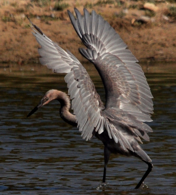 Reddish Egret, Goleta Slough outflow, 11Aug12 BushPhoto (9).JPG