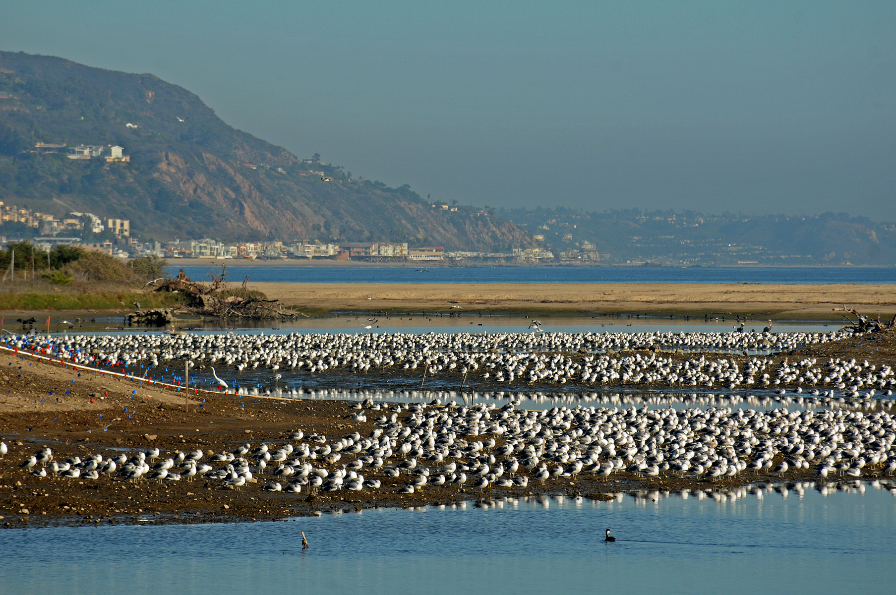 121012_-gulls-many_ml_j-kenney_12-10-12_dsc_3032.jpeg