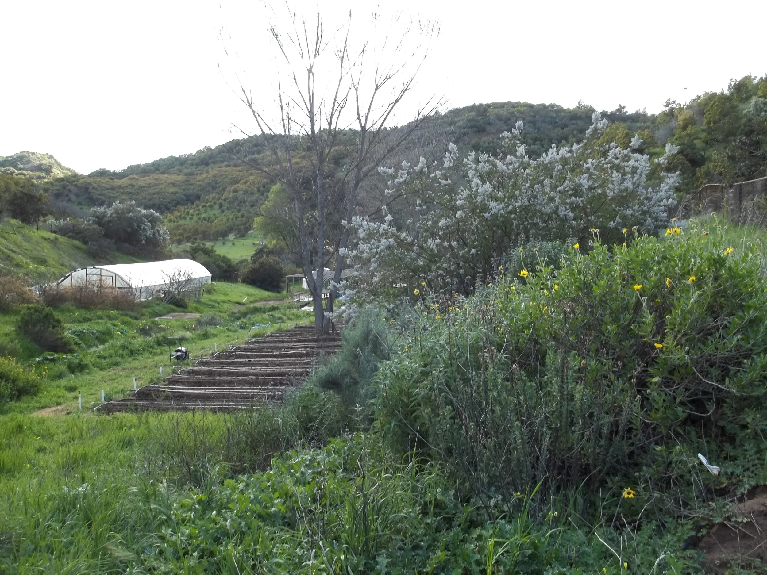 The approach to the Los Padres Wilderness.