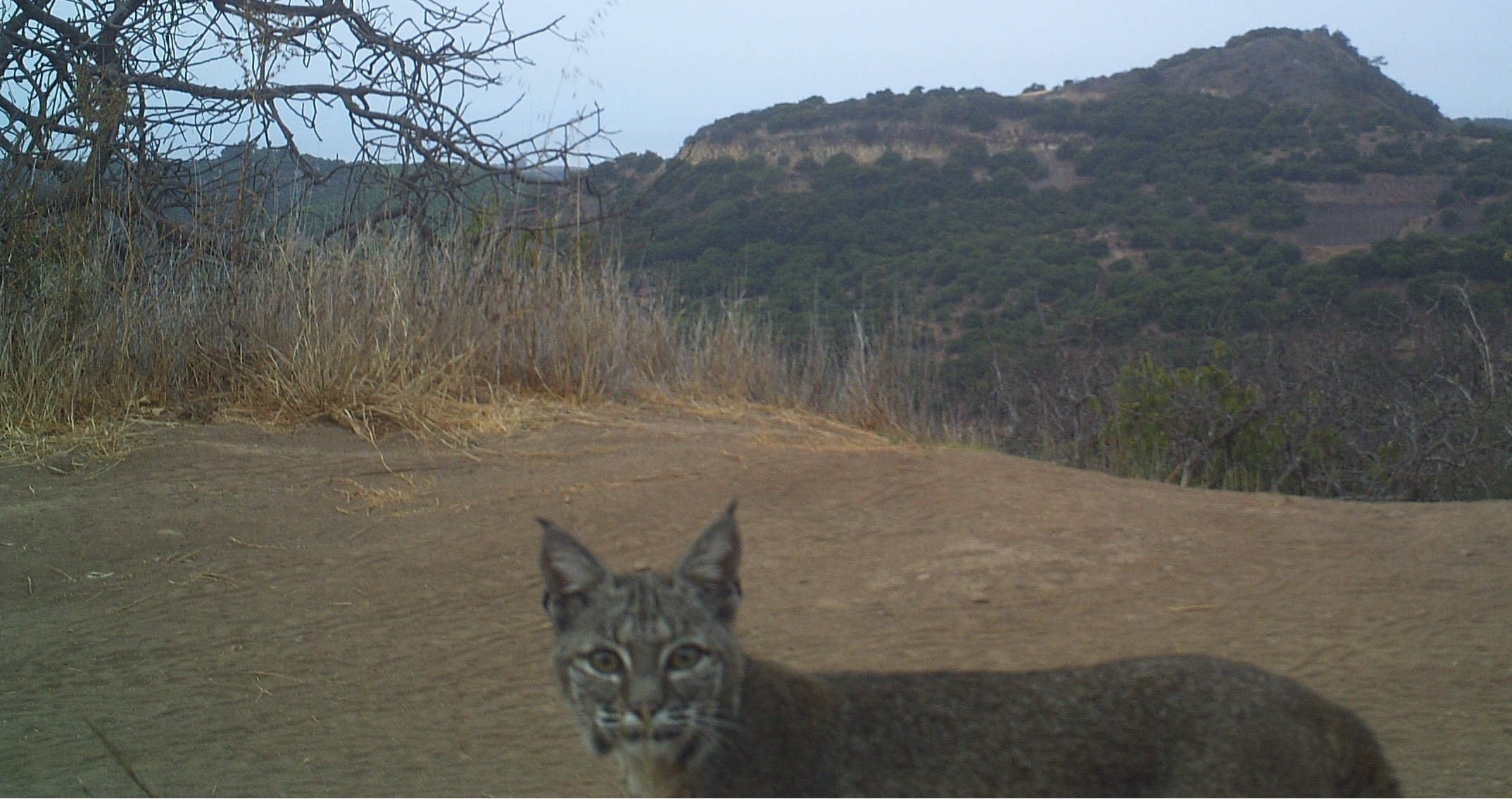 Critter-cam selfie of our resident bobcat.