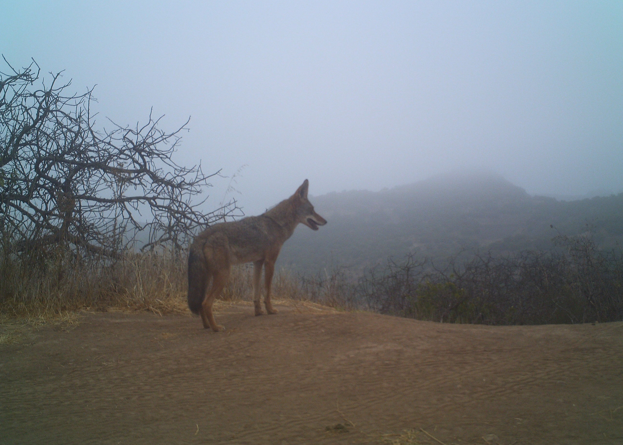 “Song Dogs” are plentiful on the ranch, but remain wild.