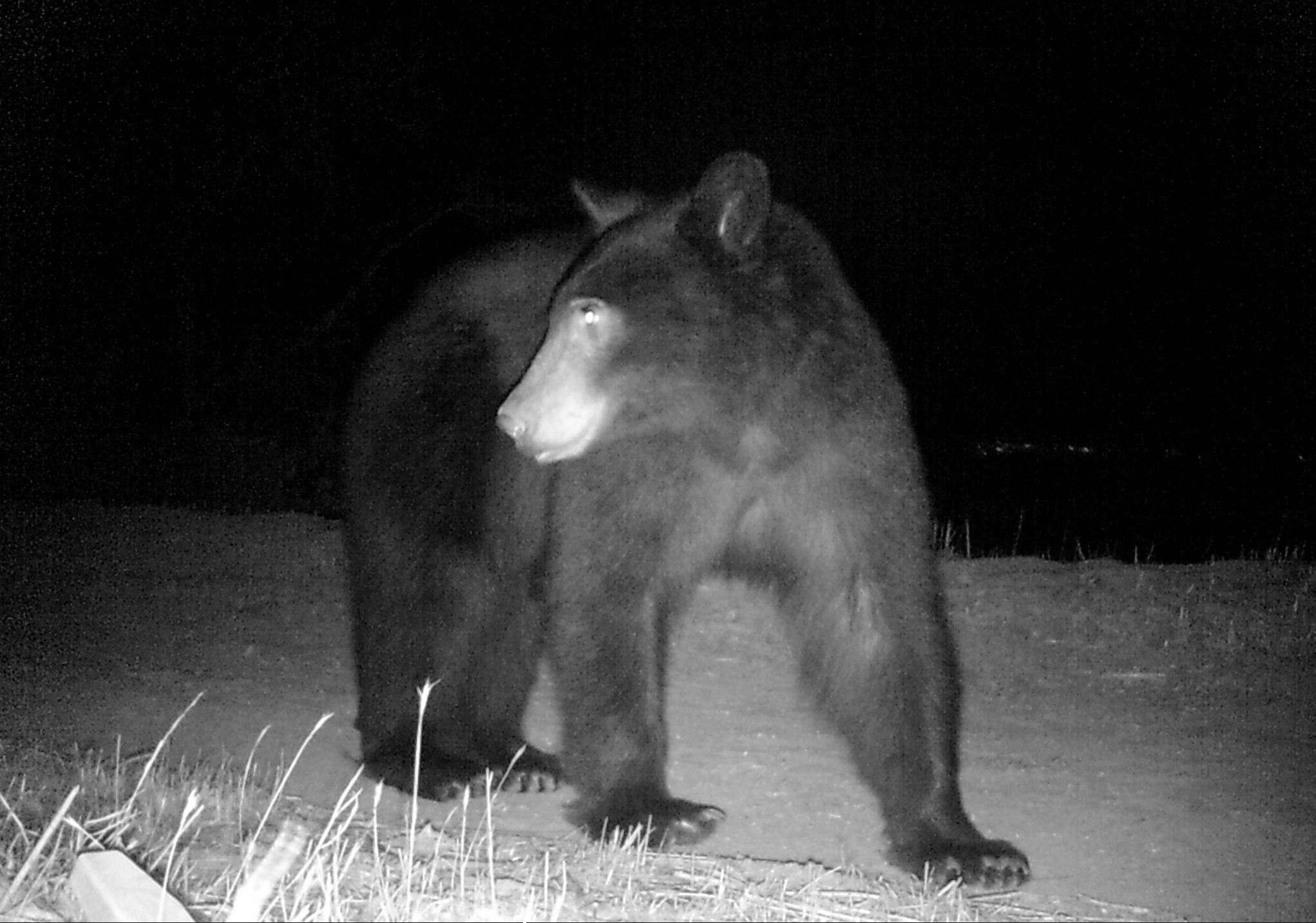 Mother black bear, nocturnal foraging.
