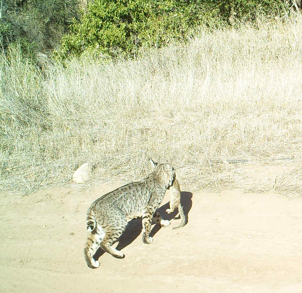 Apex predators such as the bobcats help control the ground squirrel population.