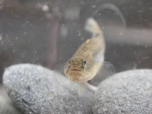 Tidewater Goby