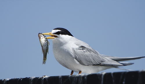 California Least Tern