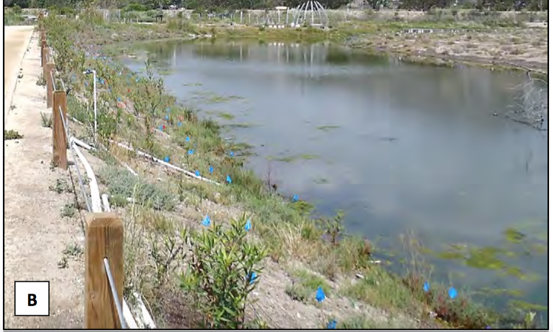 Malibu Lagoon in-planting by GS volunteers.