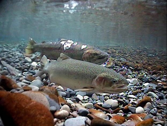 Steelhead trout.