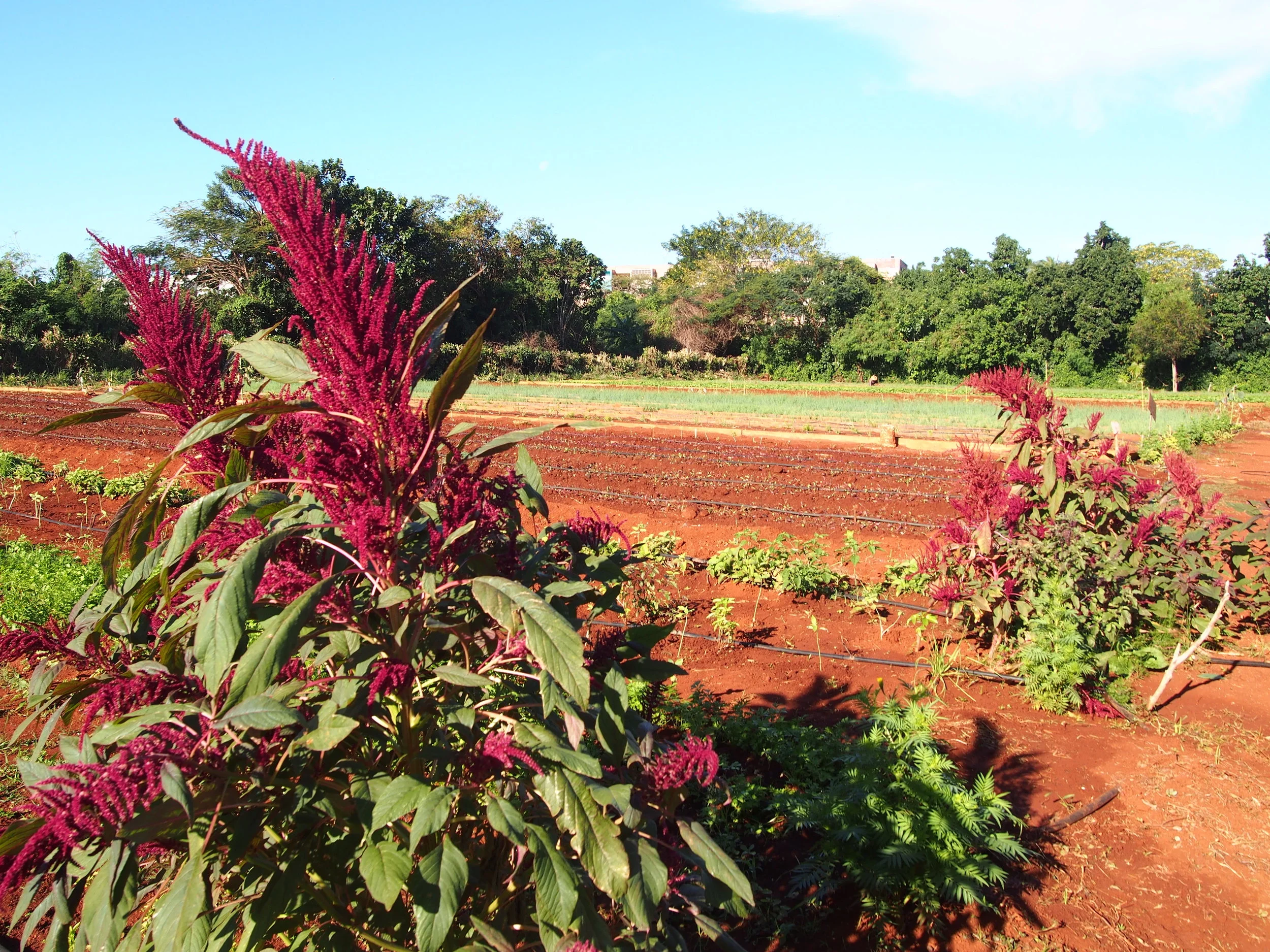 Organoponico Vivero Alamar, where we visited with Isis to learn their methods of urban farming.