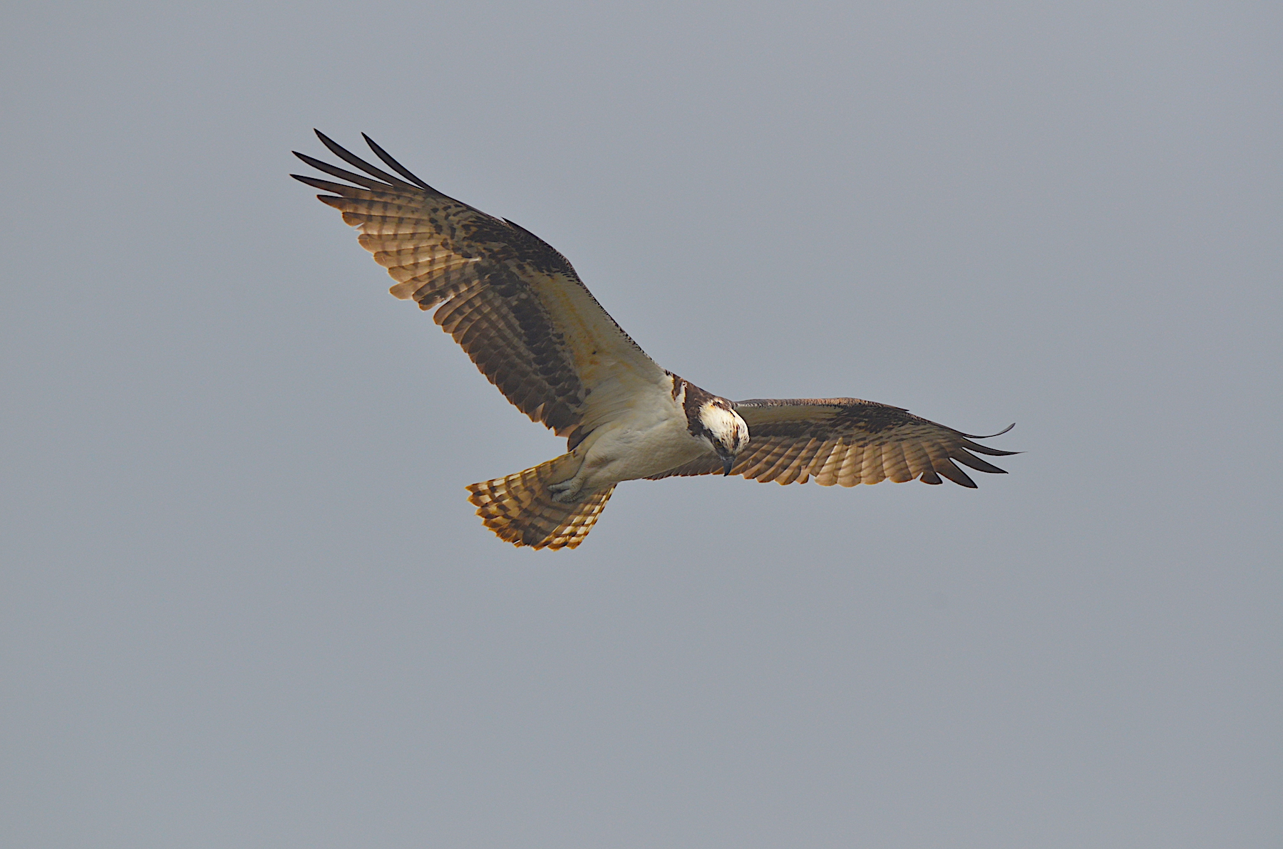 Osprey