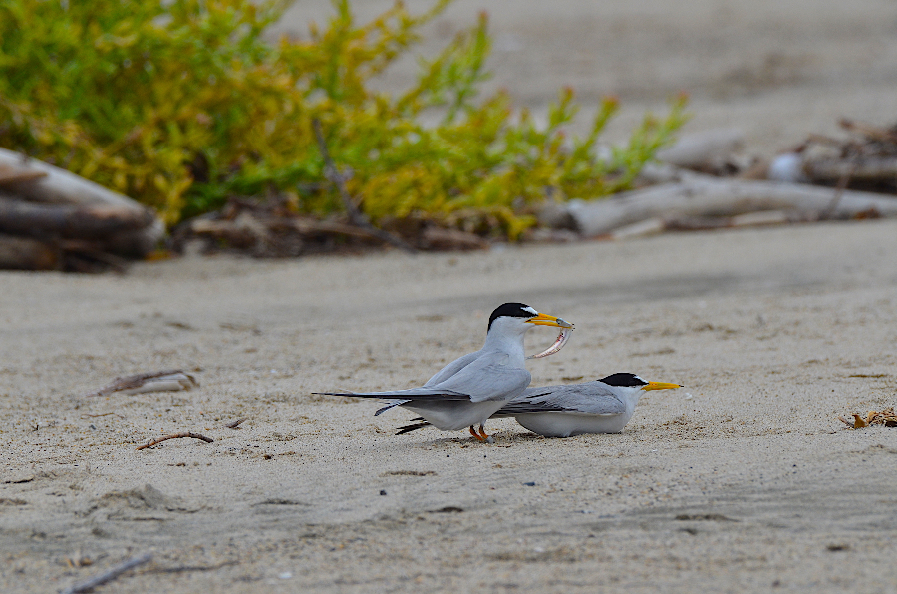 Least Terns Courting
