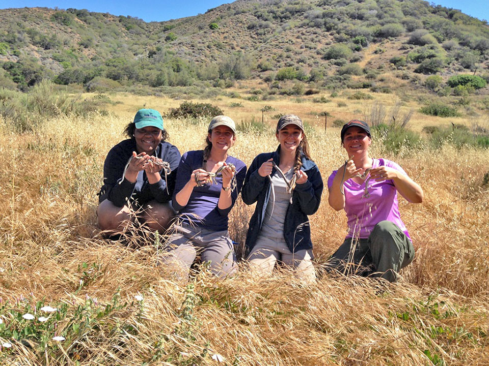  Dr. Sparkman's team holding snakes captured, examined, and released during research to understand the evolution of dwarf reptiles in Channel Islands National Park.&nbsp;© Nicole Kabey 