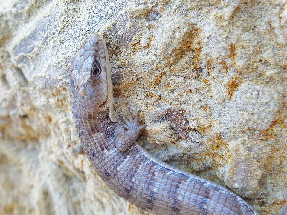 Southern alligator lizard on Santa Rosa Island.