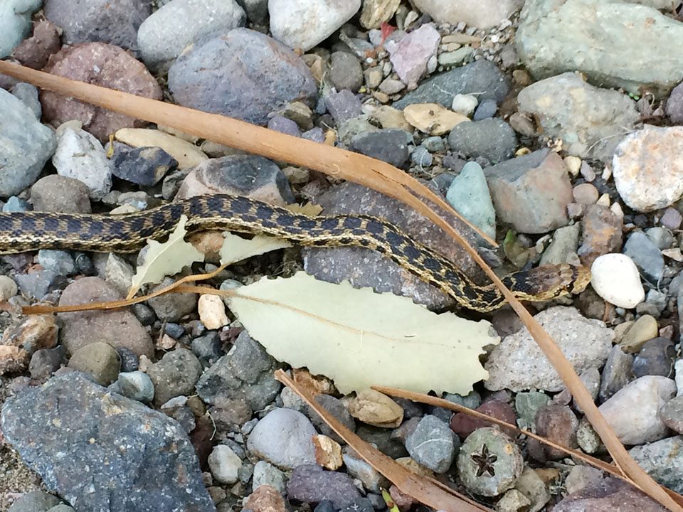  Santa Cruz Island gopher snake. 