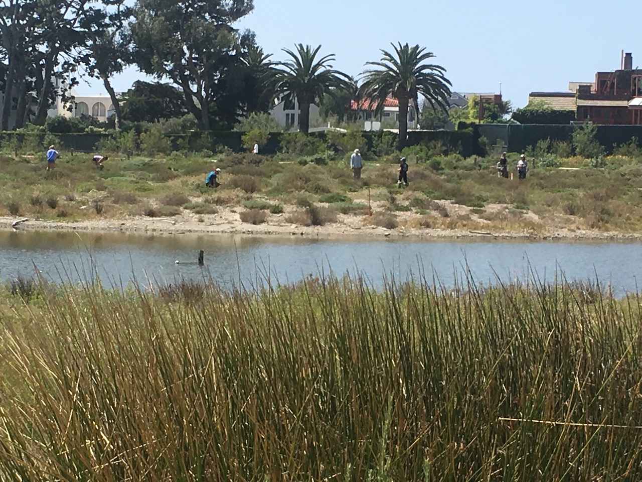 Volunteers removing irrigation pipe.