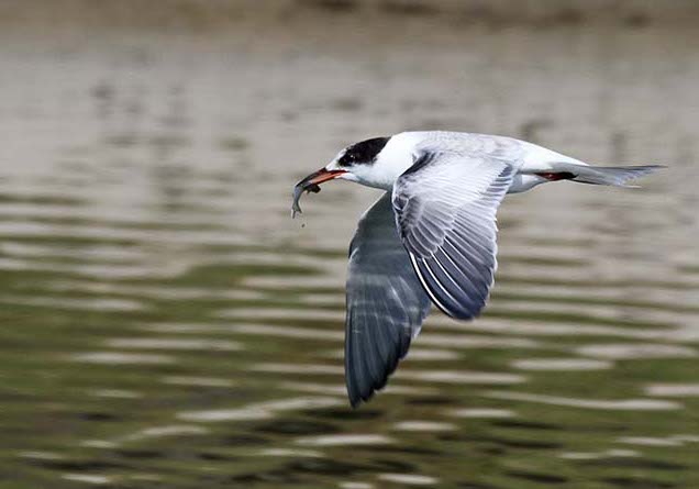 Common Tern