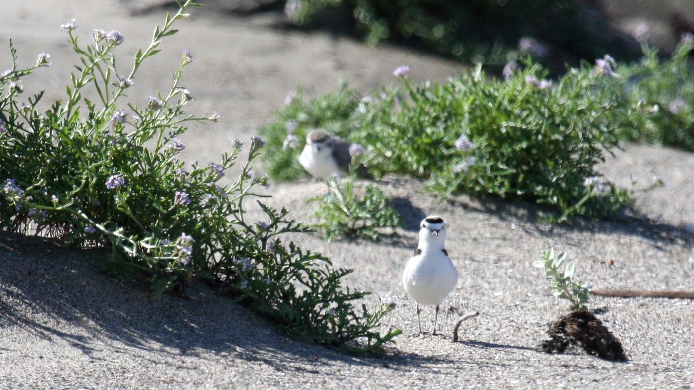 Snowy Plover