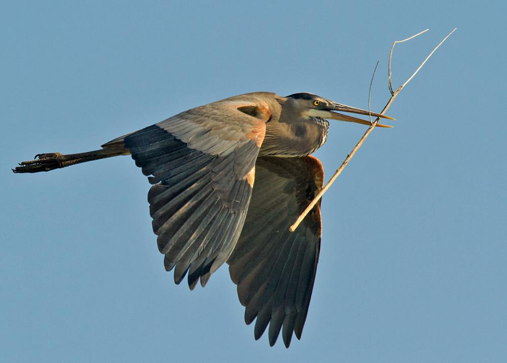 California Blue Heron