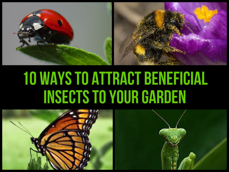 beneficial-insects.jpg