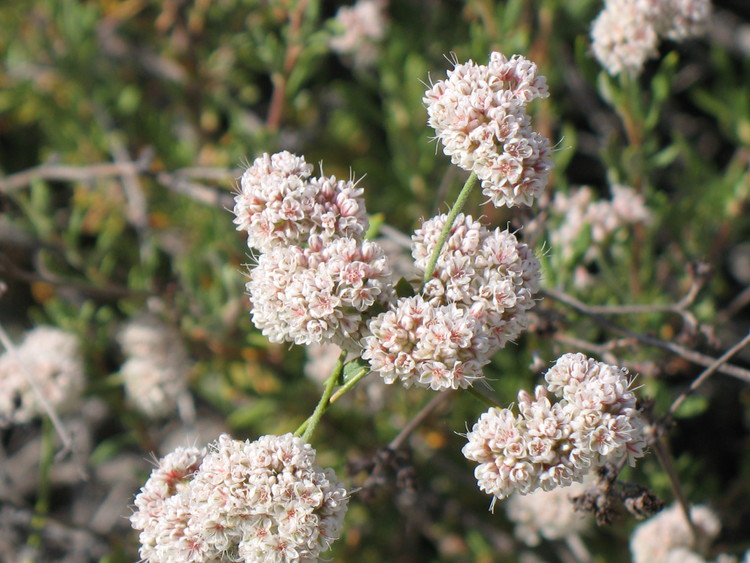 eriogonum-fasiculatum-pinnacles-close.jpg