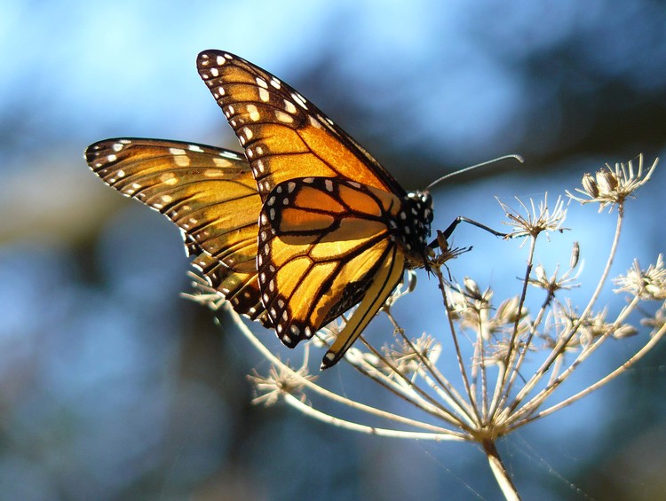 Monarch_Butterfly.jpg