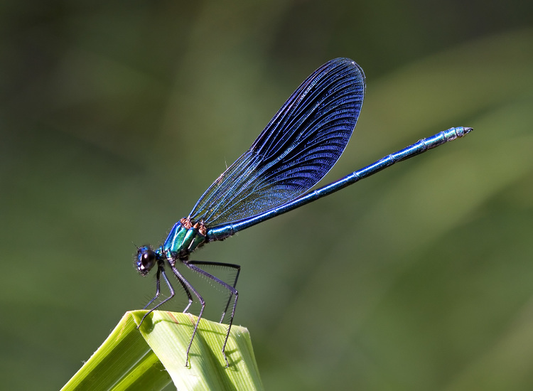 Kaibara87_-_Blue_Damselfly_(by).jpg