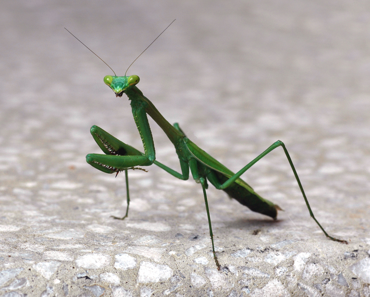 garden-beneficial-bugs-beneficial-insects-mantids-praying-mantis.jpg