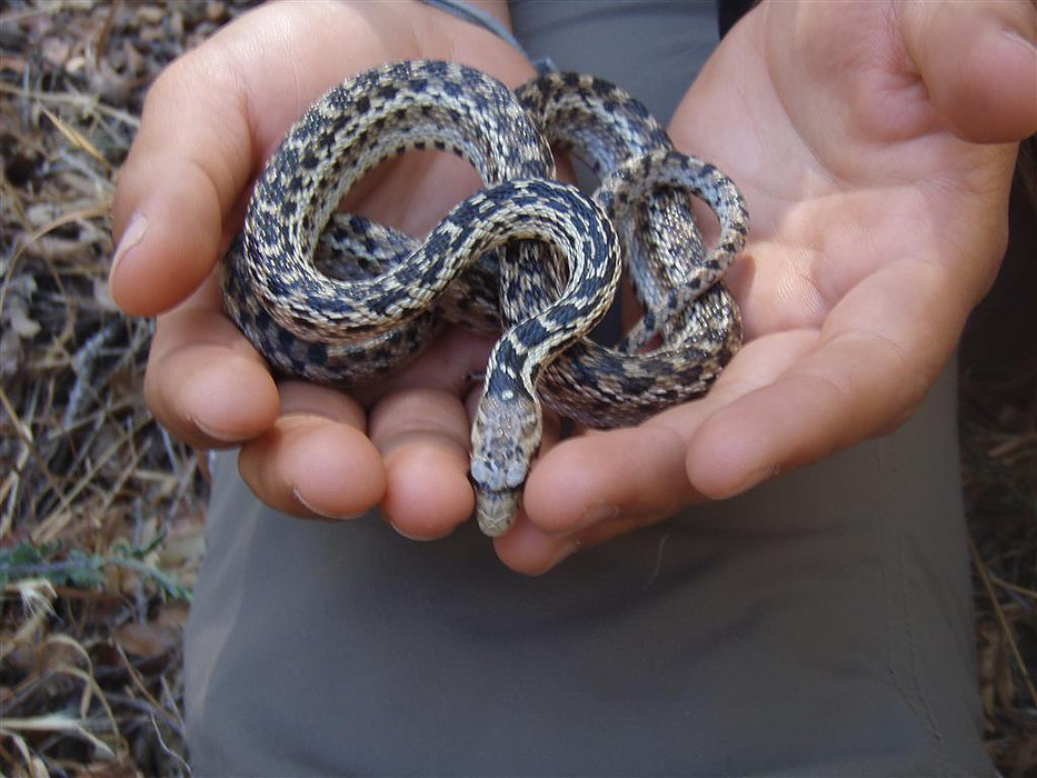 California Gopher Snake