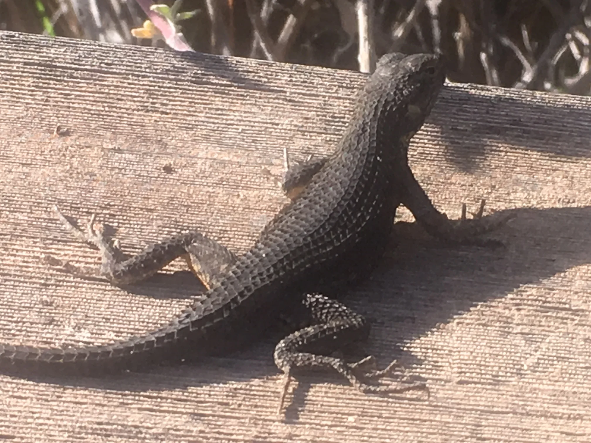 Western Fence Lizard at Puma Canyon Ranch.