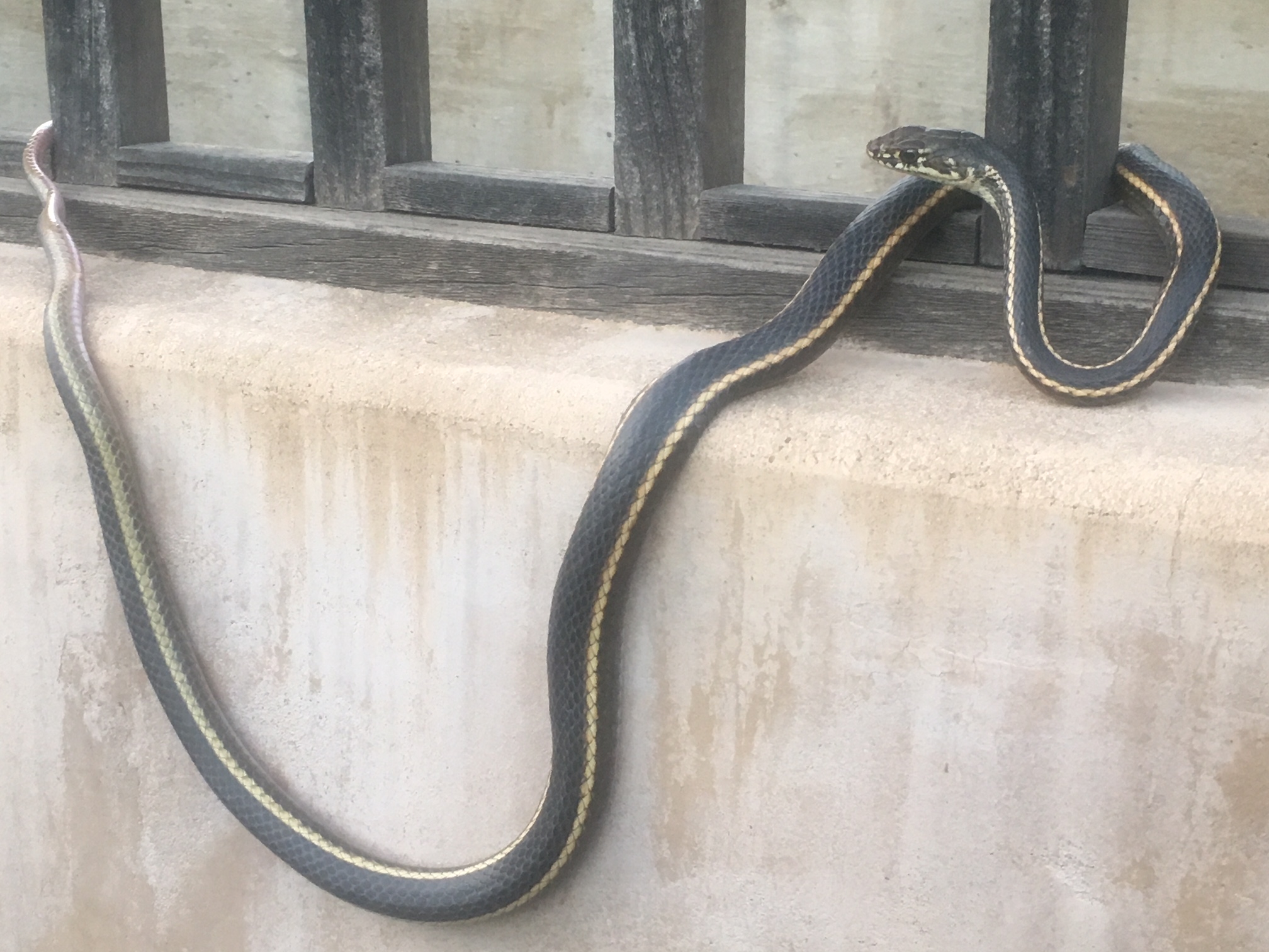 California Whipsnake, aka Striped Racer, at Puma Canyon Ranch