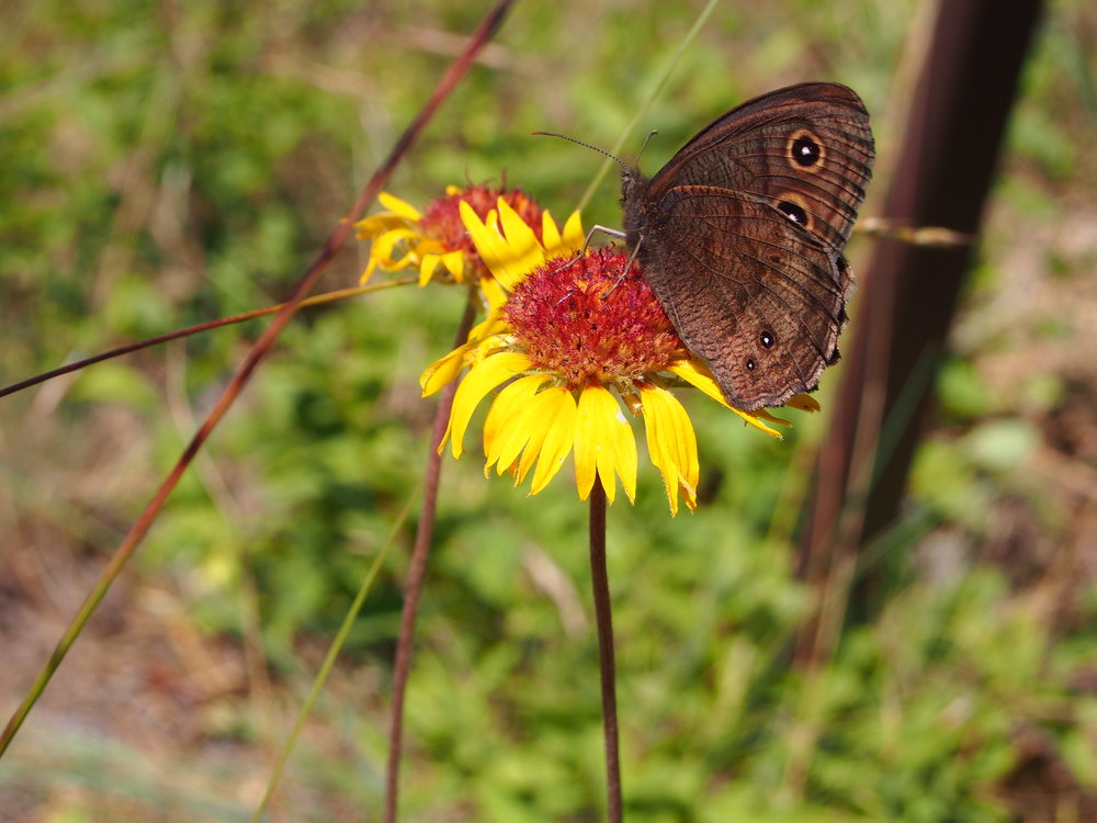 Pollinator paradise!