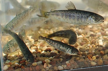 Salmon fingerlings thrive amid creek gravel.