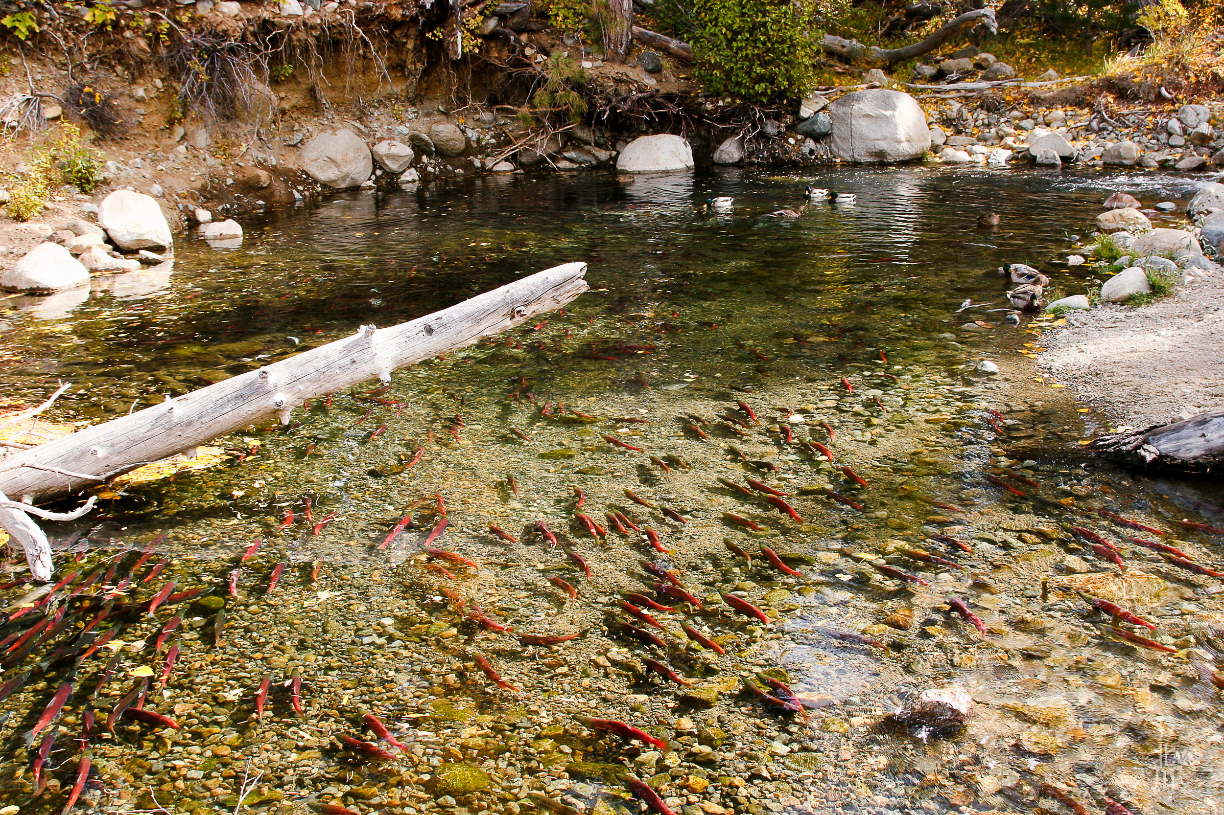 Salmon spawn.