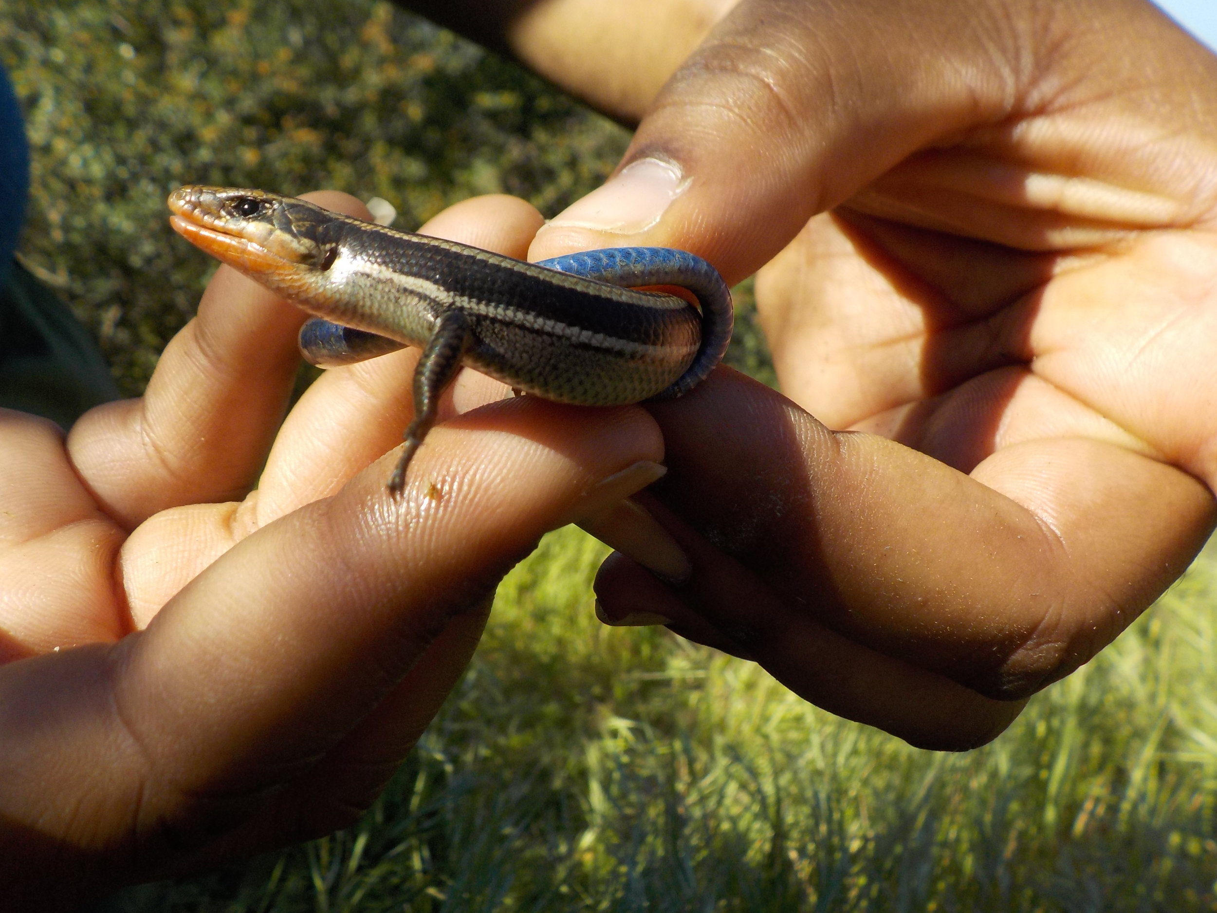 Western Skink