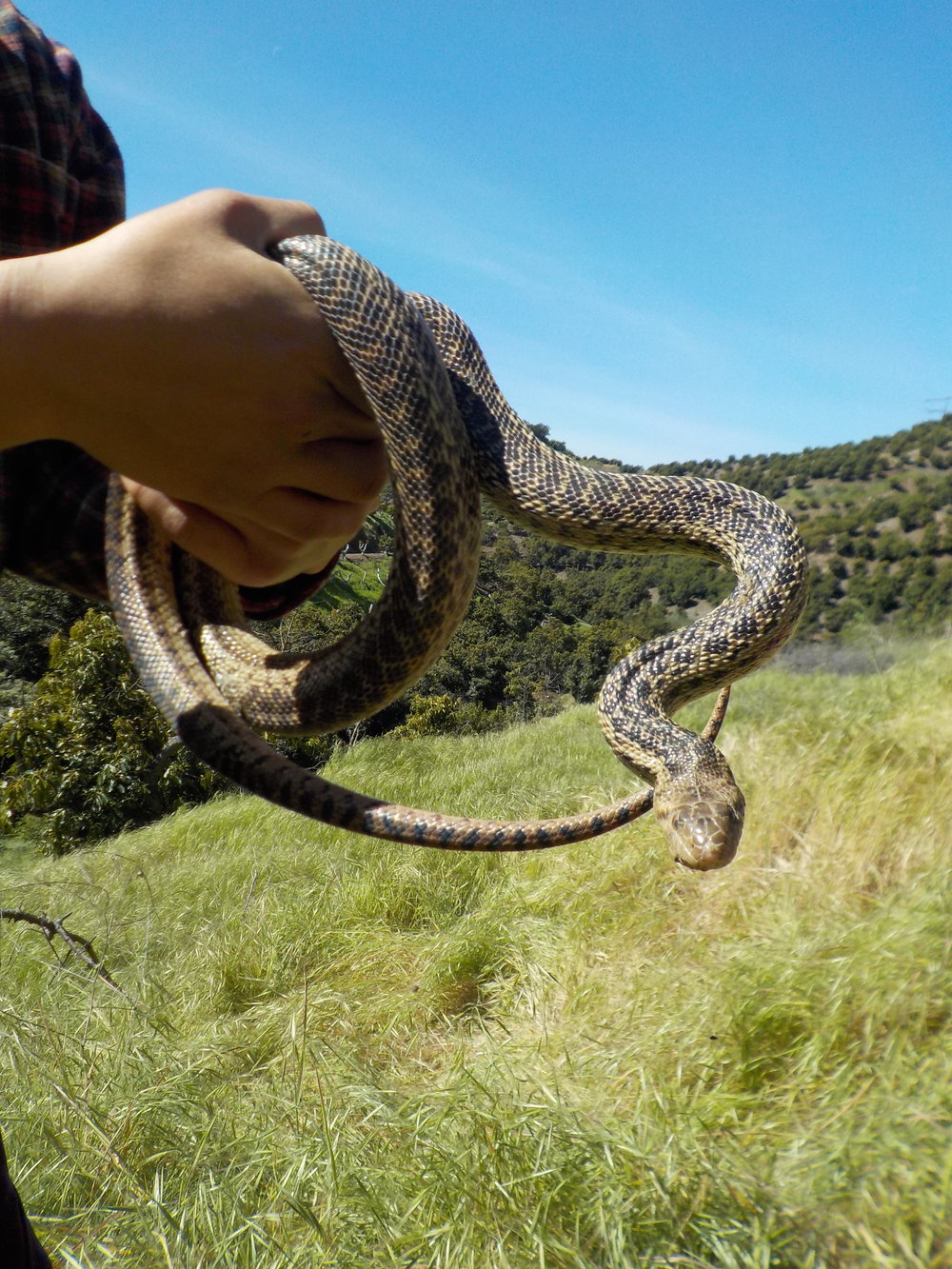 Gopher Snake