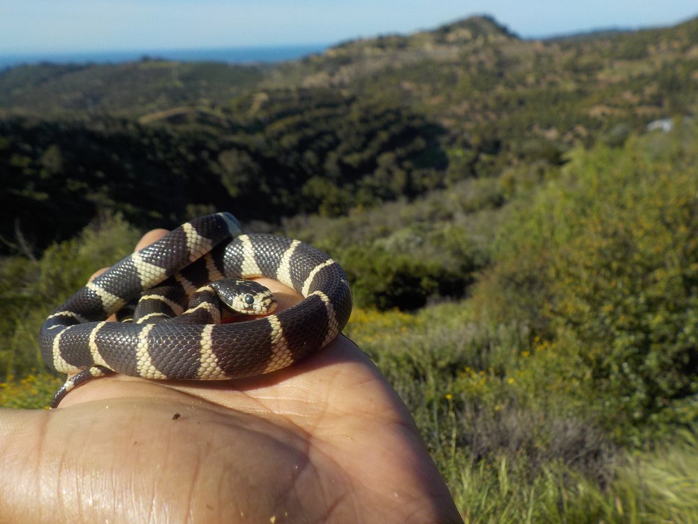 California Kingsnake