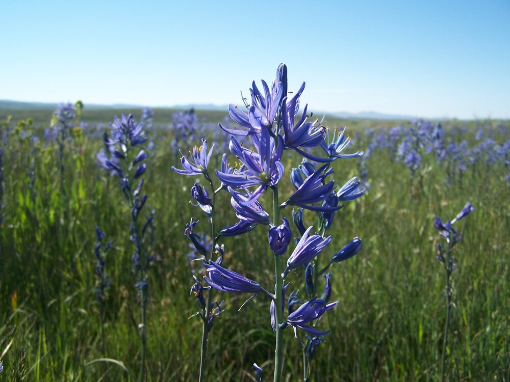 Camas In Full Bloom, Spring 2020