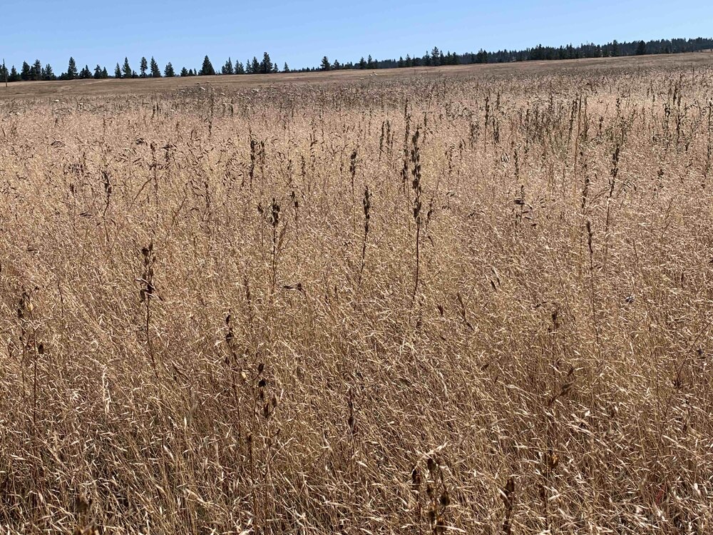 Dried Camas Stalks, July 2020