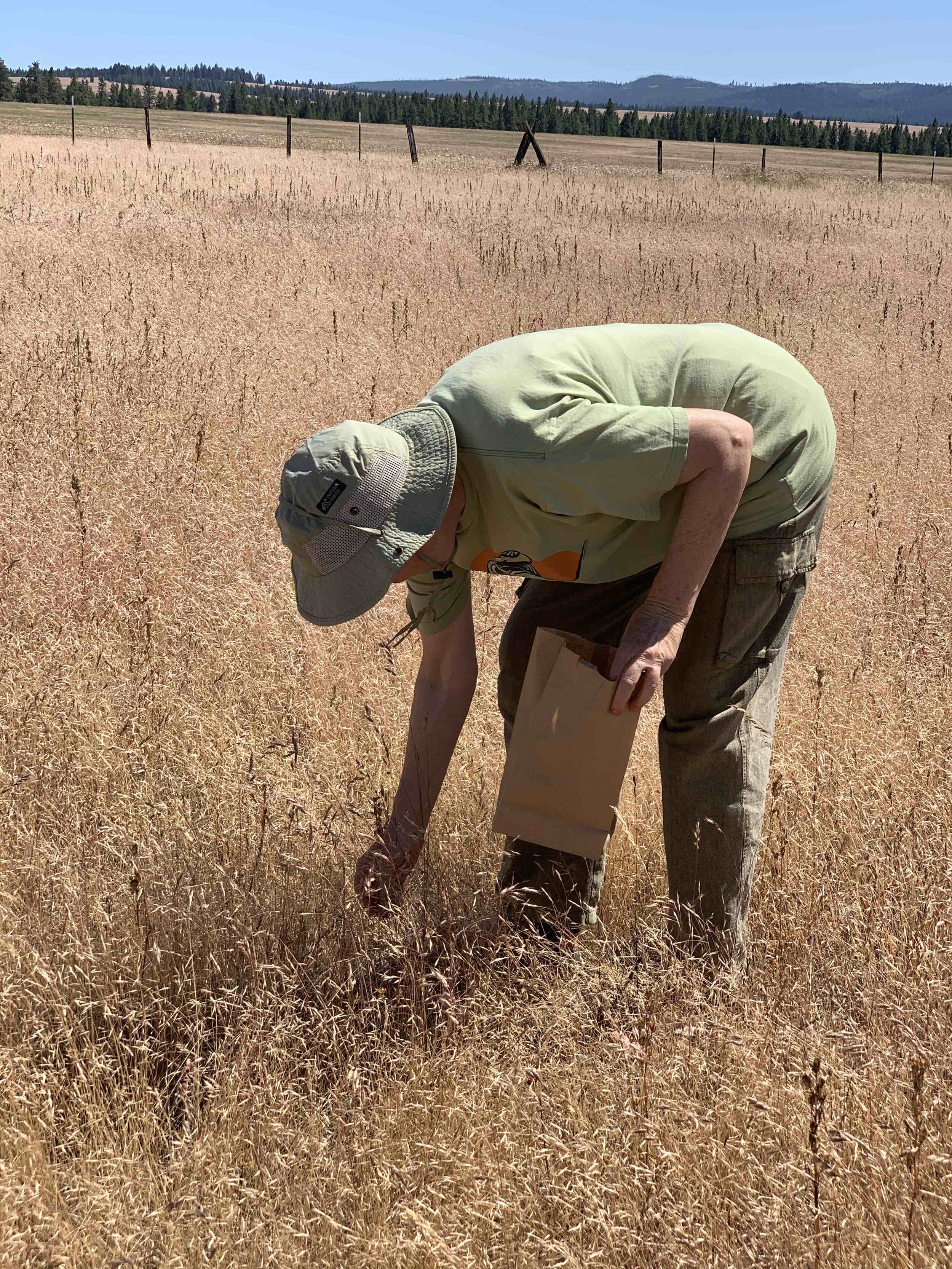 Camas Seed Harvesting