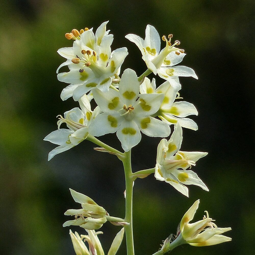 Mountain Death Camas...Don't Eat!