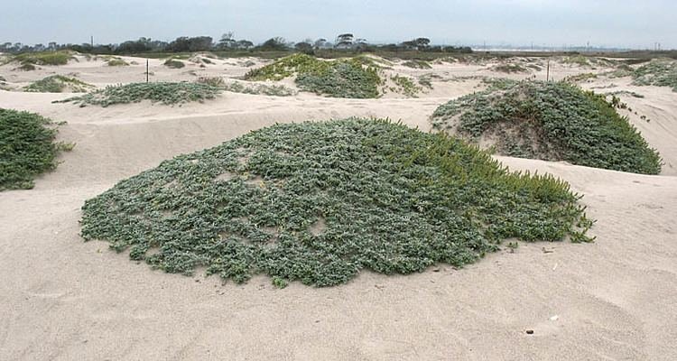 Ambrosia chamissonis, Silver Ragweed