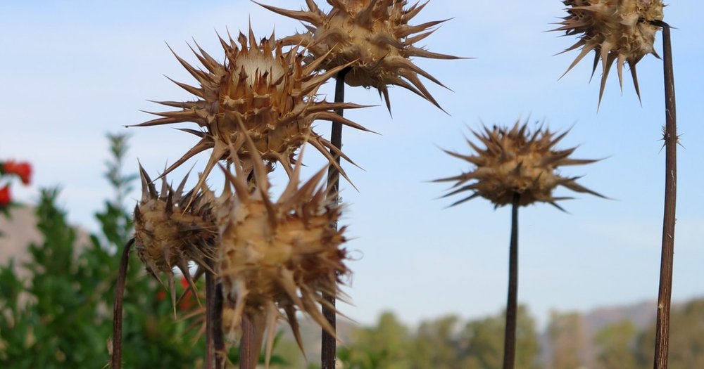 Ambrosia chamissonis, Silver Ragweed