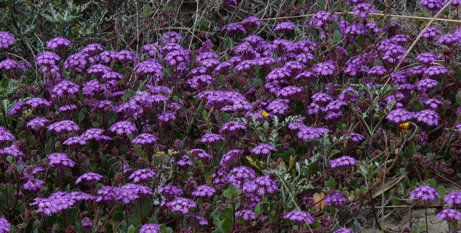 Abronia maritima, Red Sand Verbena