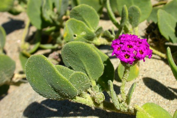 Abronia maritima, Red Sand Verbena