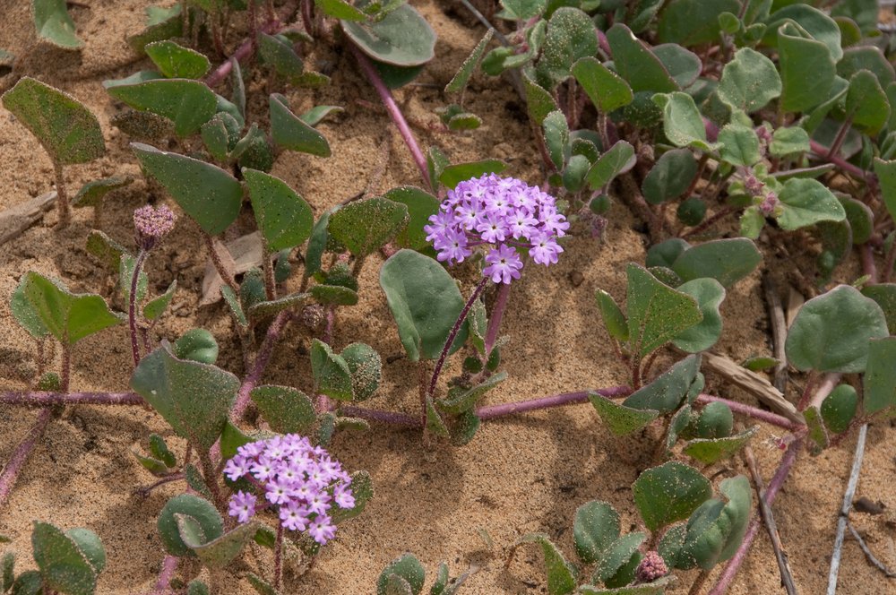 Abronia umbellata, Pink Verbena