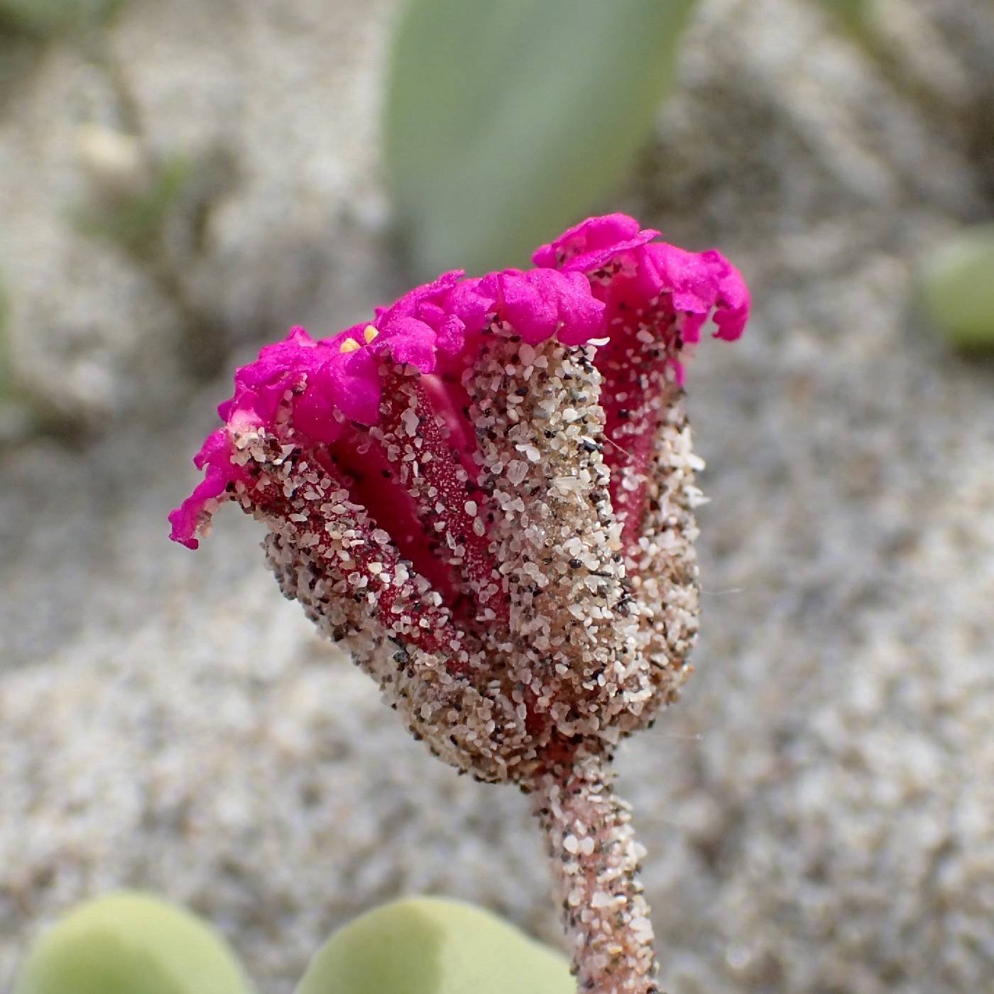 Abronia maritima, Red Sand Verbena