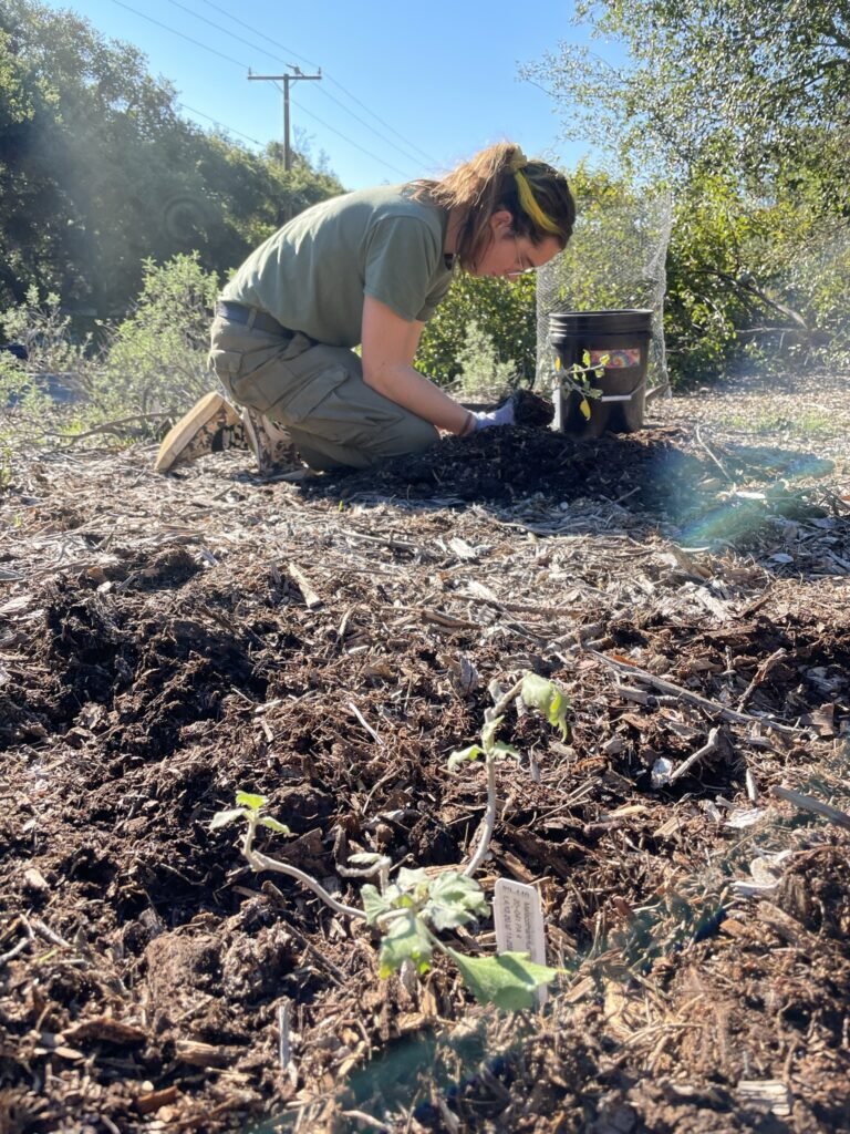 Jagger_planting-768x1024.jpeg