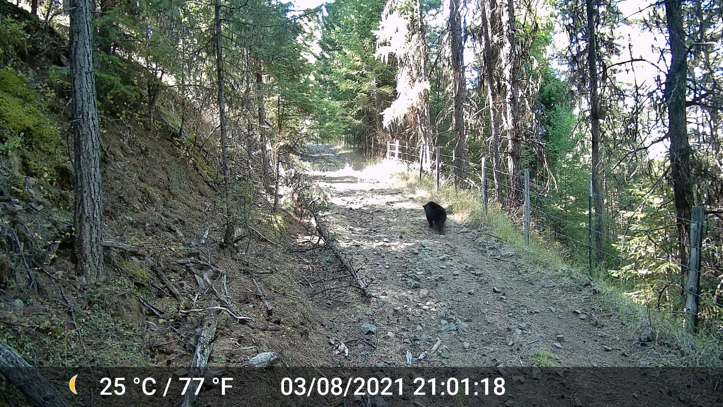 Black Bear, Eastern Oregon