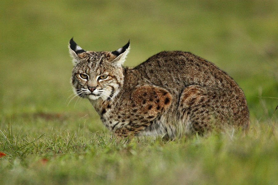 Bobcat, Santa Barbara County, California